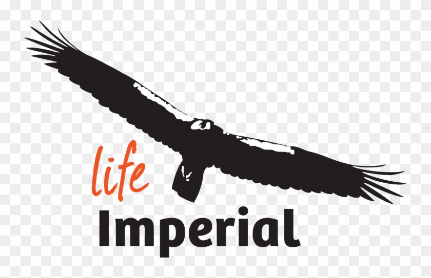 Creation Of The Project's Logo - Life Imperial Clipart