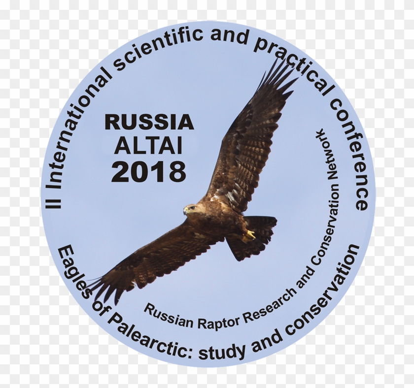 Buzzard Clipart #3388071