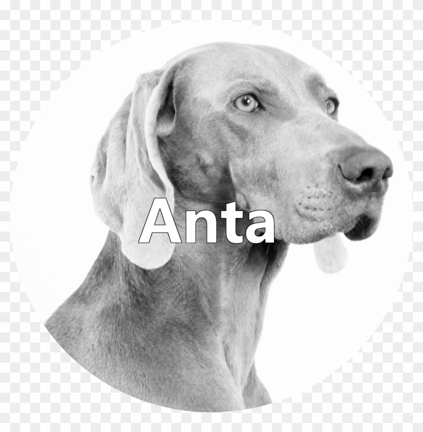 Nasze Suki Clipart #3390096