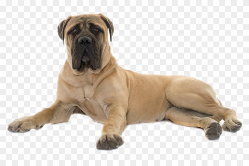 Recent - Bullmastiff Puppy To Dog Clipart