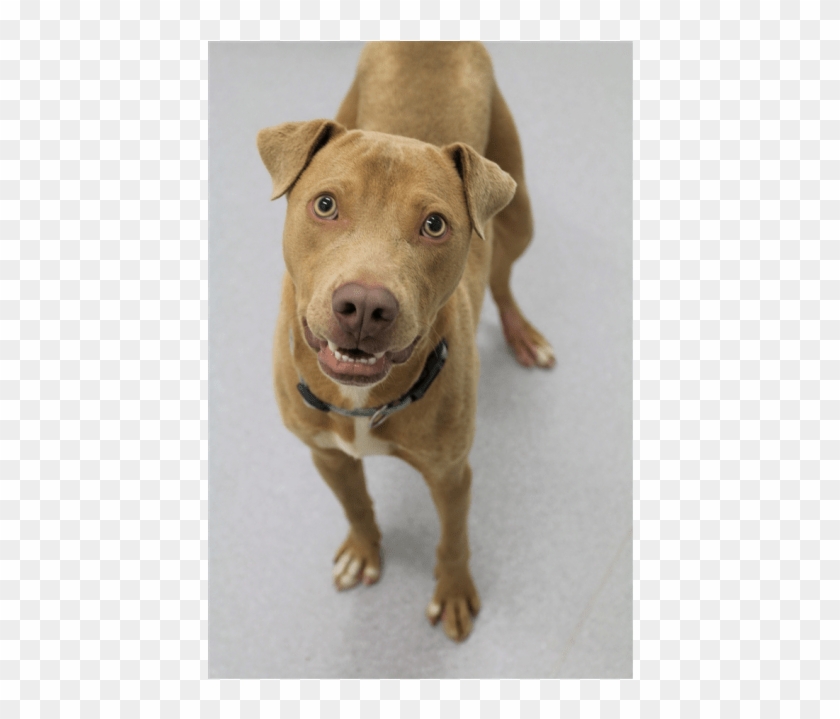 Donate To Petrescue - American Pit Bull Terrier Clipart
