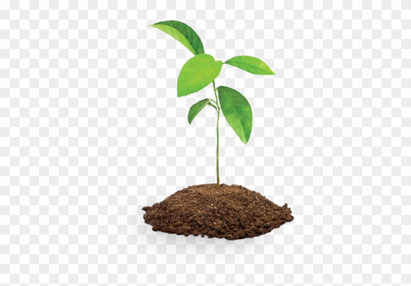 Soil Clipart Sapling Tree - Tree Sapling - Png Download