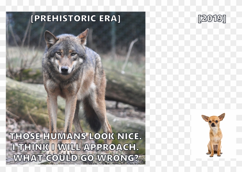 I Just Saw The Alpha Movie And Really Enjoyed The Pre-historic - Los Angeles Zoo Wolves Clipart