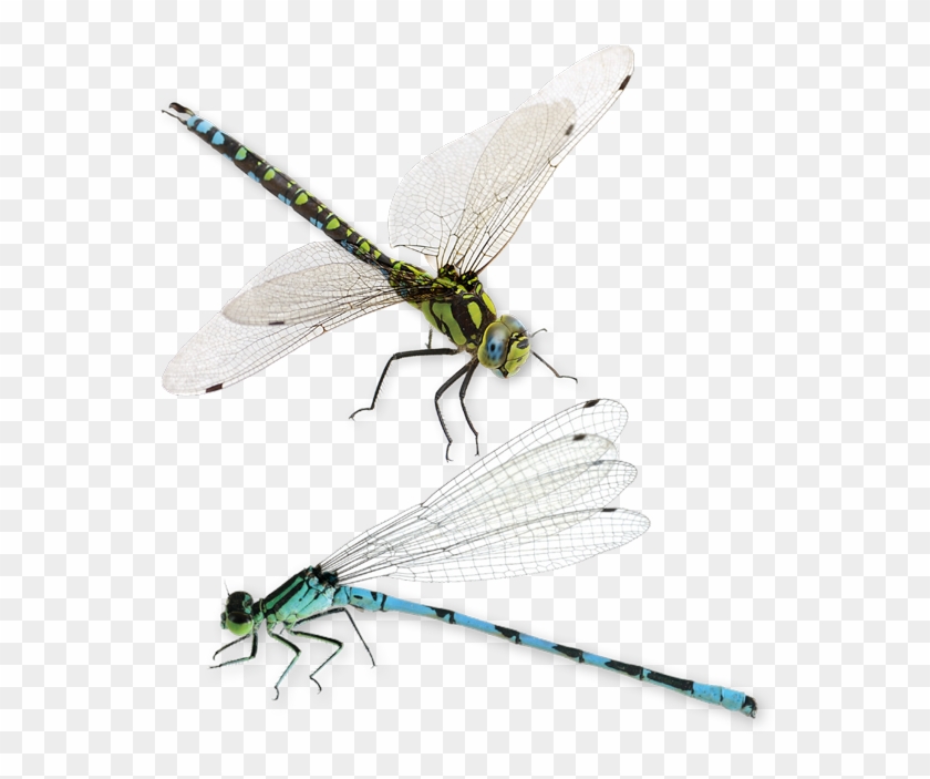 271 02 01 - Libellen Schweiz Clipart