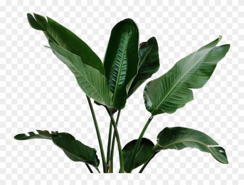 Big Leaf Plant Png Clipart #3398225