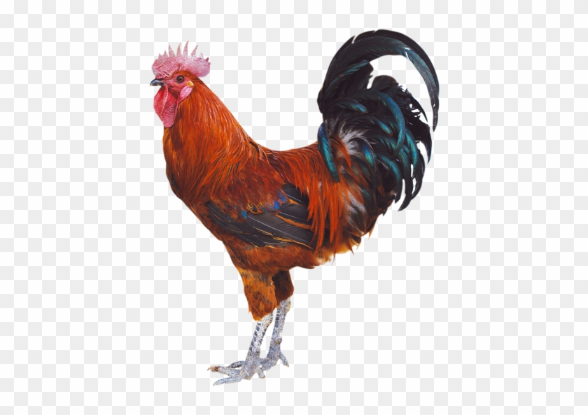 Download High Resolution Png - Ayam Bobot 2 Kg Clipart