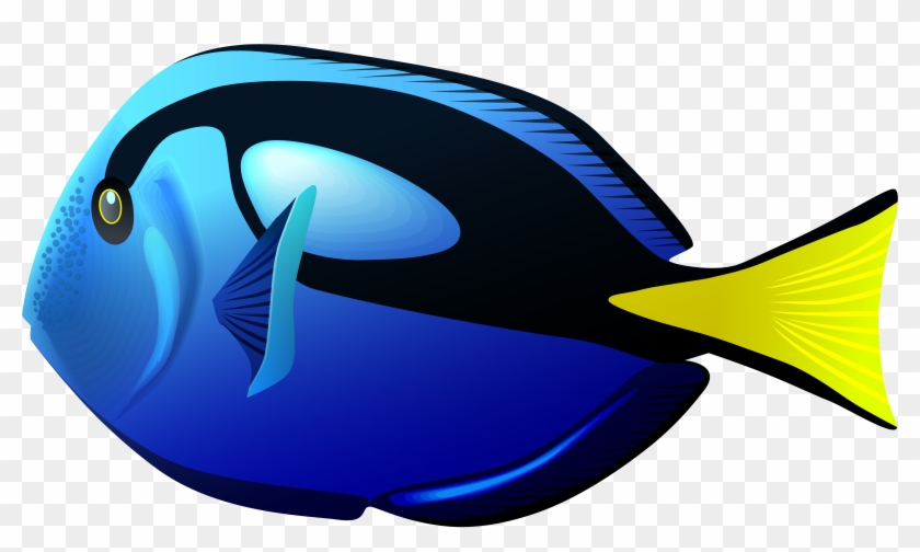 Blue Tang Fish Png Clipart Transparent Png