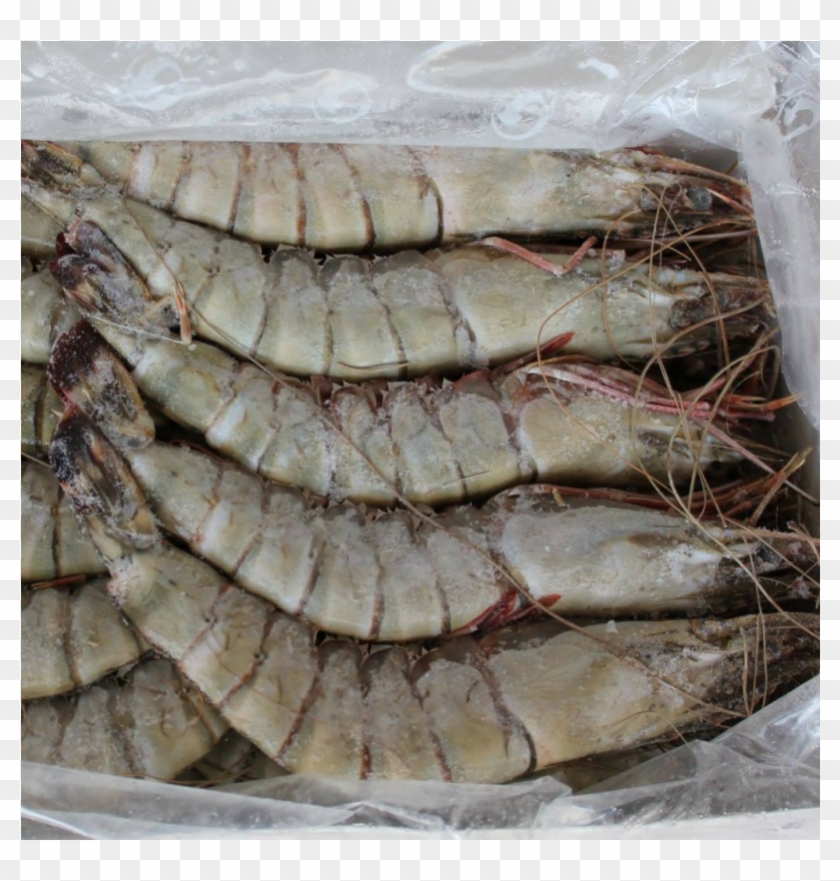 Black Tiger Shrimps Head On U15 Frozen 1kg, Vietnam - U15 Shrimp Clipart #340014