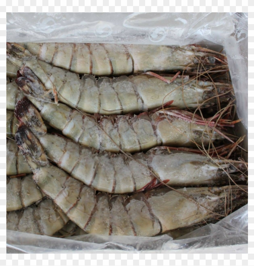 Black Tiger Shrimps Head On U15 Frozen 1kg, Vietnam - U15 Shrimp Clipart