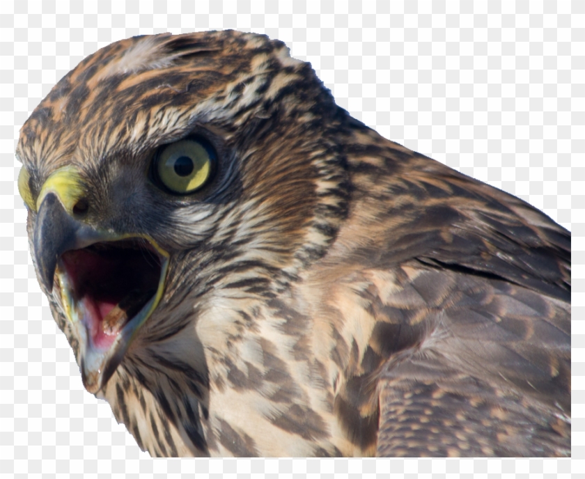 Sharp Shinned Hawk Clipart