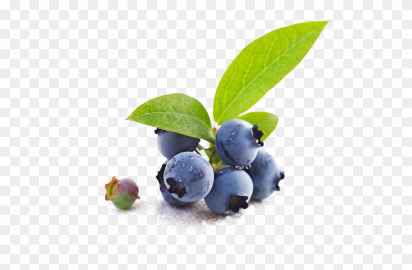 Bio Blueberry - Blueberry Clipart #340161
