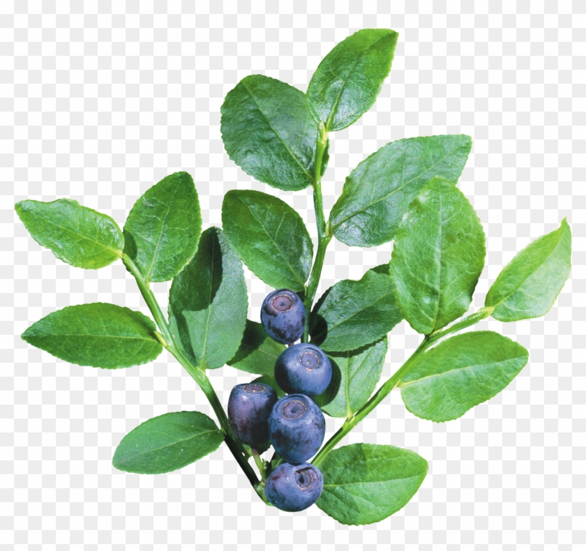 Blueberries Png - Blueberry Bush Transparent Background Clipart
