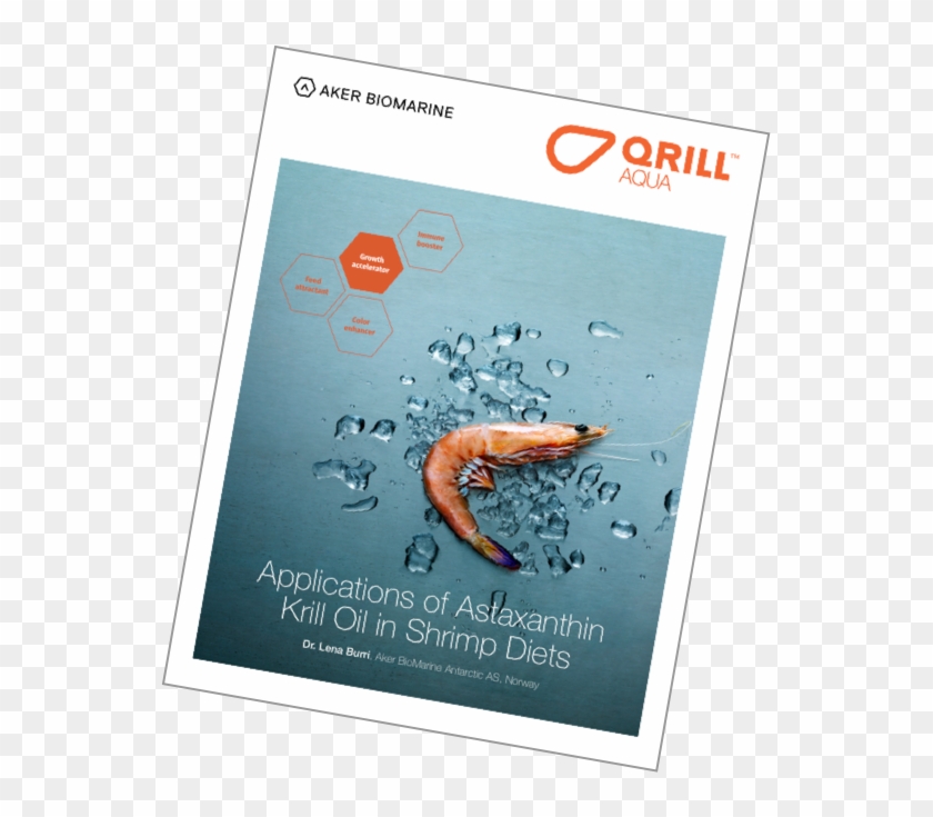 Applications Of Astaxanthin Krill Oil In Shrimp Diets - Poster Clipart #340350