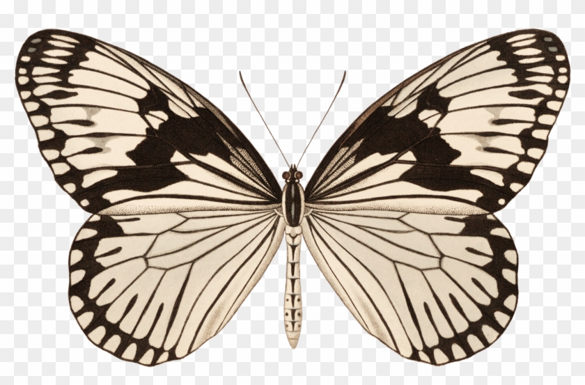 Lepidoptera Clipart