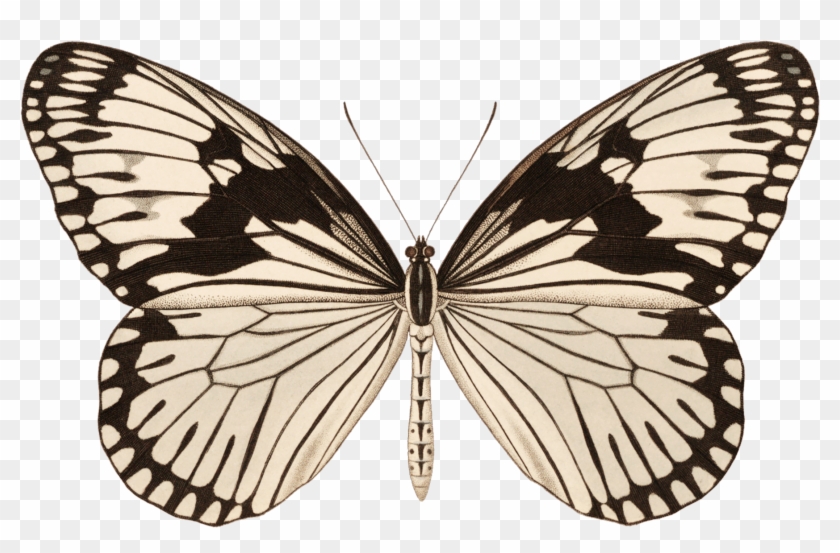 Lepidoptera Clipart #341018