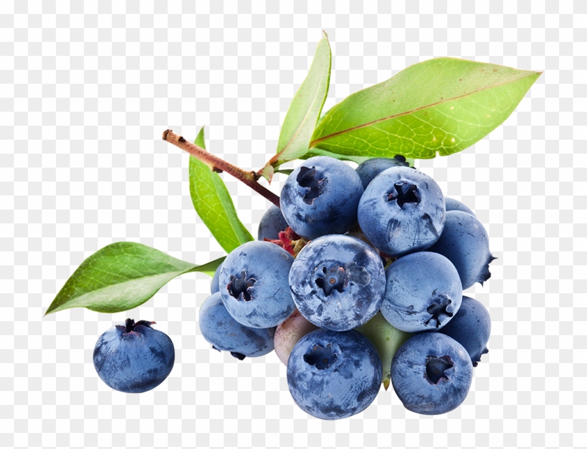 Frozen Wild Blueberry, Frozen Wild Blueberry Suppliers - Yaban Mersini Clipart