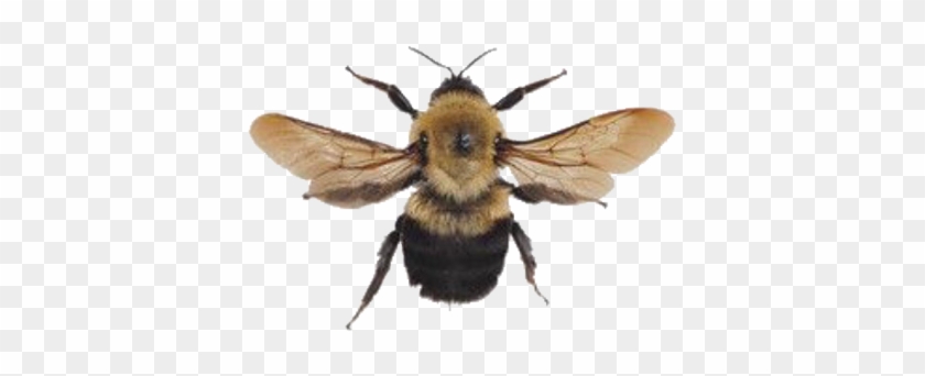 Bee Bumblebee Yellow Aesthetic Png Arthoe Honey Memes - Bumblebee Aesthetic Clipart
