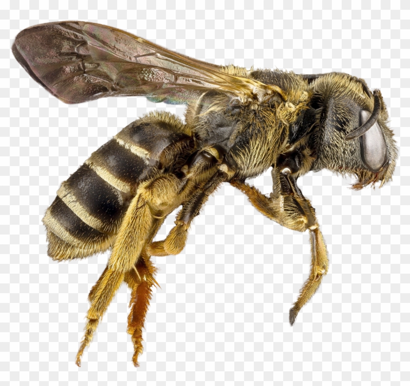 Honey Bee Png Hd Pluspng - Bee Transparent Png Clipart #343104