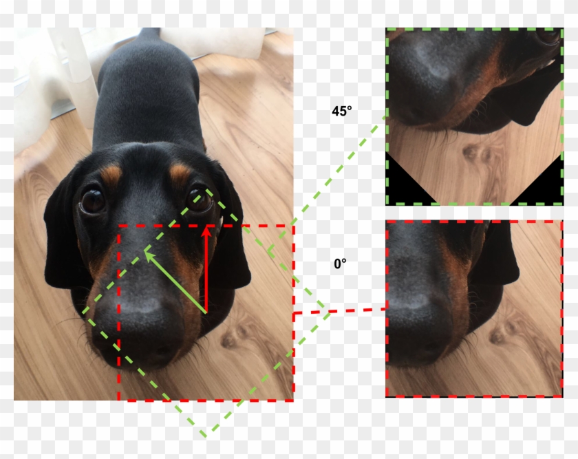 1600px Gst Ptzr Bartok Rotate Limit - Dachshund Clipart