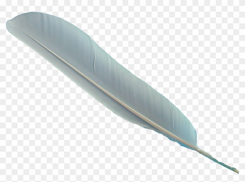 Feather Png - Feather With No Background Clipart #346653