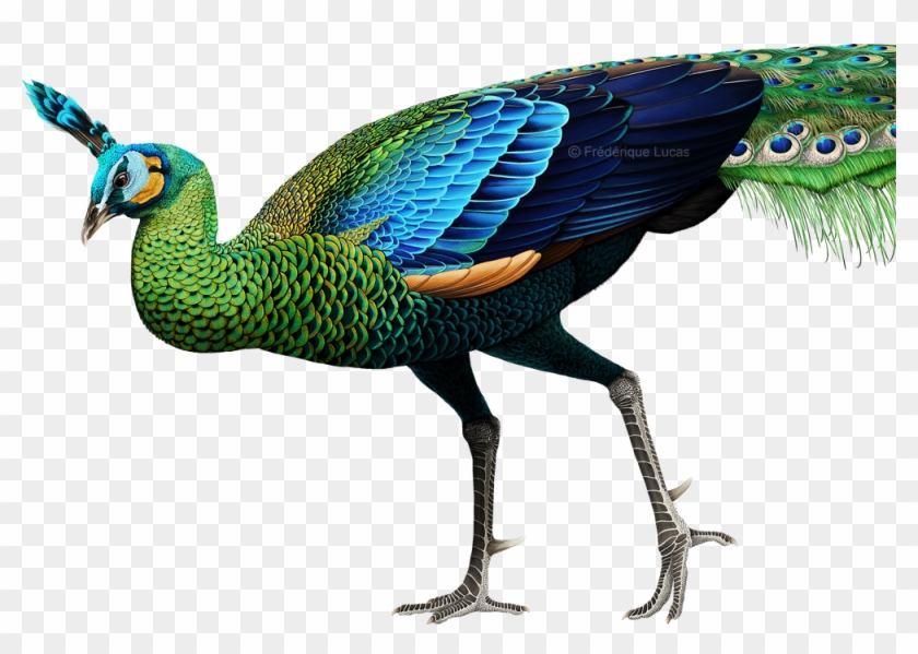 Pavo Muticus Png Clipart #346901