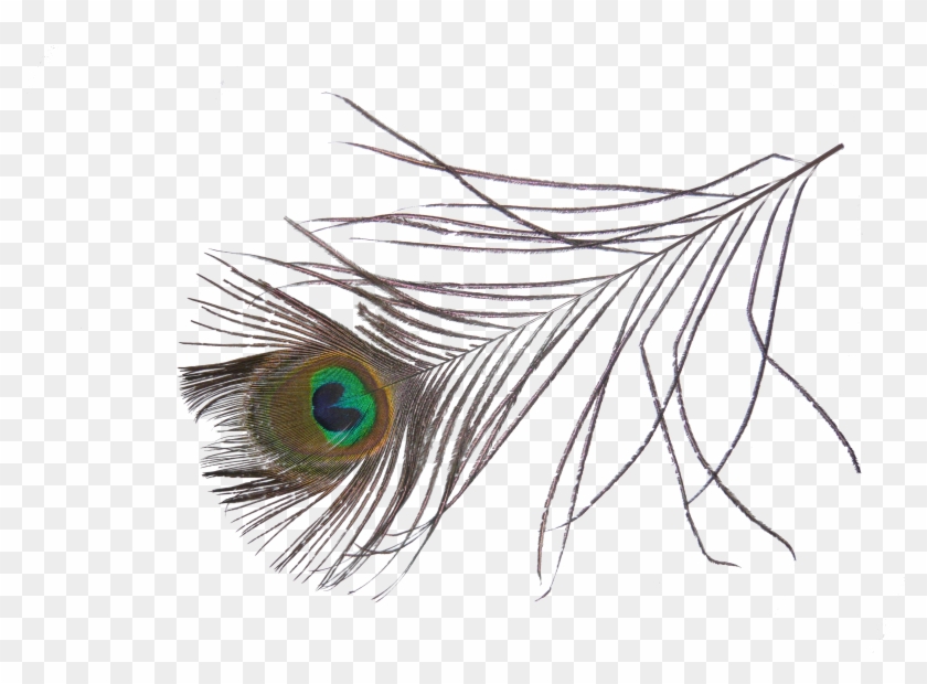 Png Image Information - Peacock Feather Png Transparent Clipart