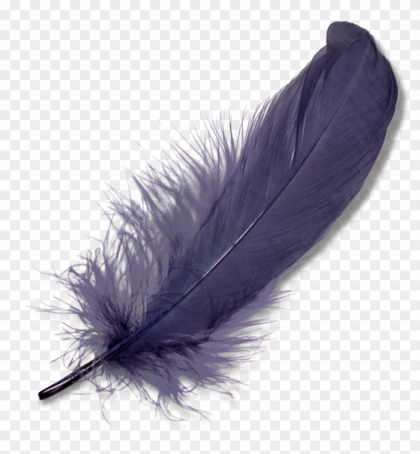 Feather Png Clipart #347157