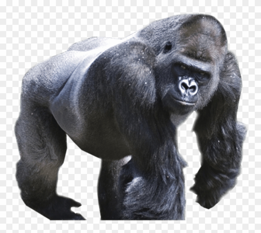 Silverback Gorilla Png - Gorilla Png Clipart
