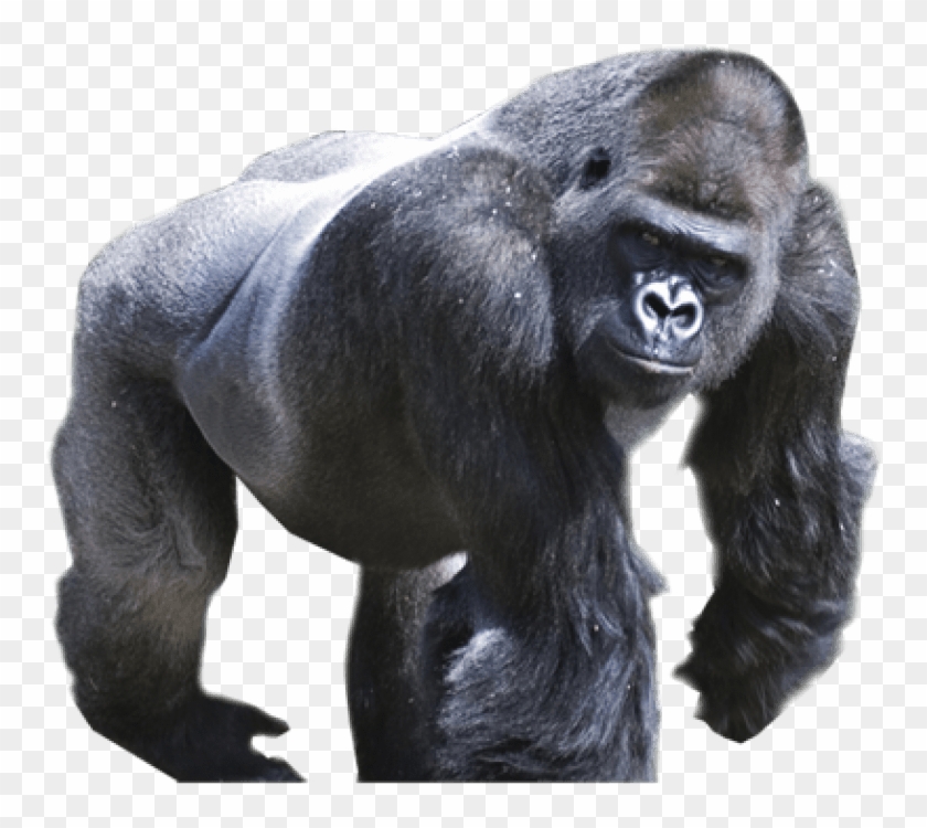 Silverback Gorilla Png - Gorilla Png Clipart #347983