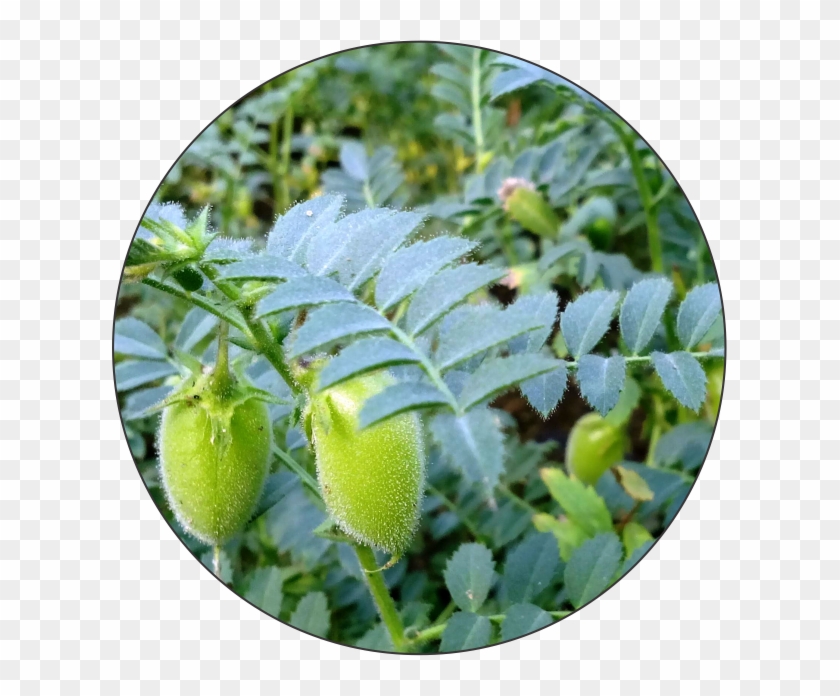 How To Use Bahubali - Fruit Clipart #348162