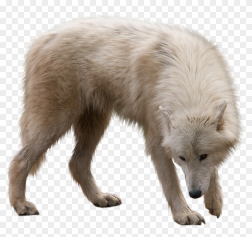 Arctic Fox Transparent Png Clipart #349028