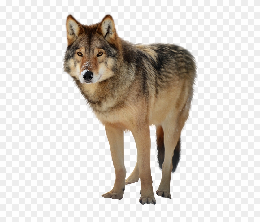 Looking Timber Wolf Png - Timber Wolf Png Clipart #349059