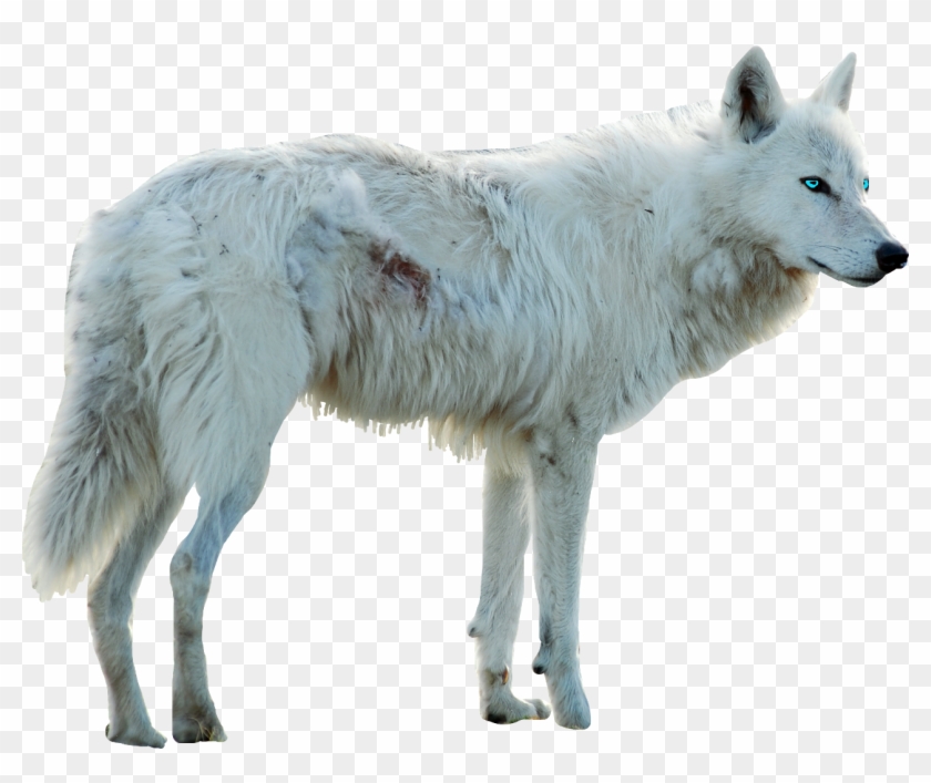 Wolf Sticker Clipart #349065