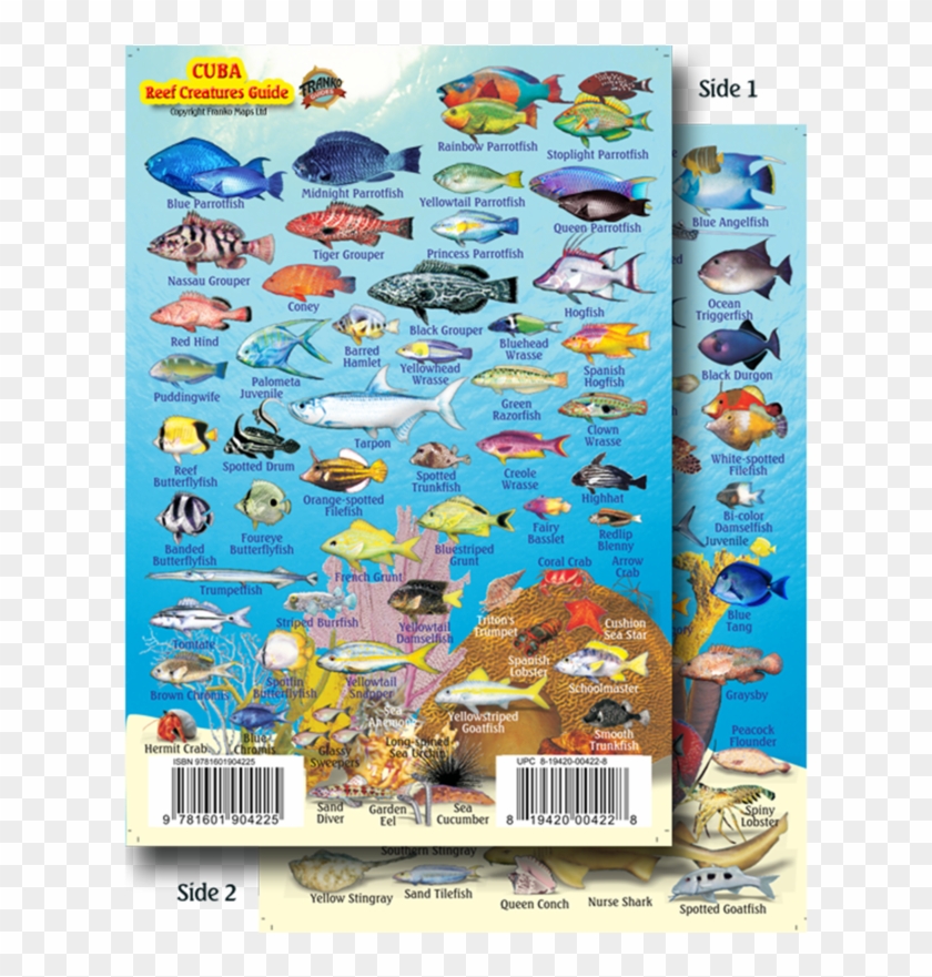 Franko Maps Cuba Reef Creature Guide 4 X 6 Inch - Fish In Cuba Snorkeling Clipart #3400183