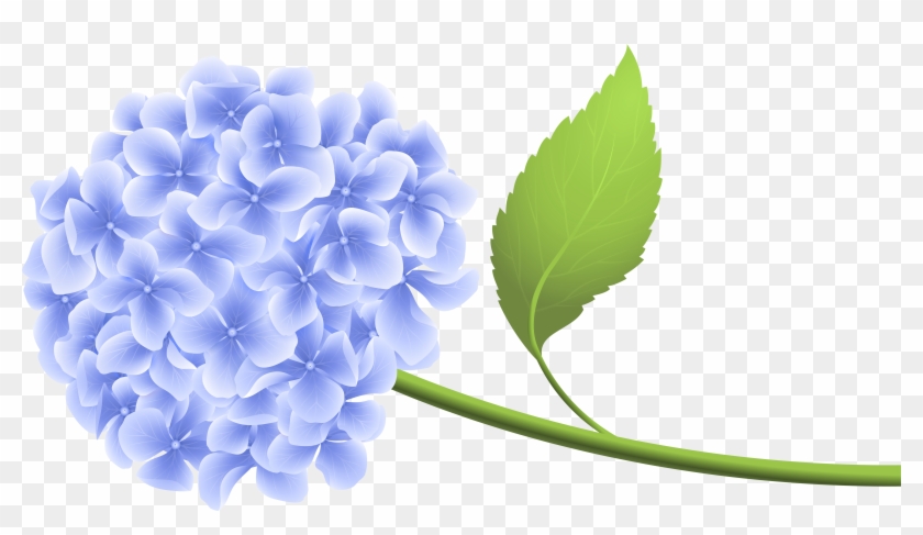 View Full Size - Transparent Background Hydrangea Clipart - Png Download #3405094