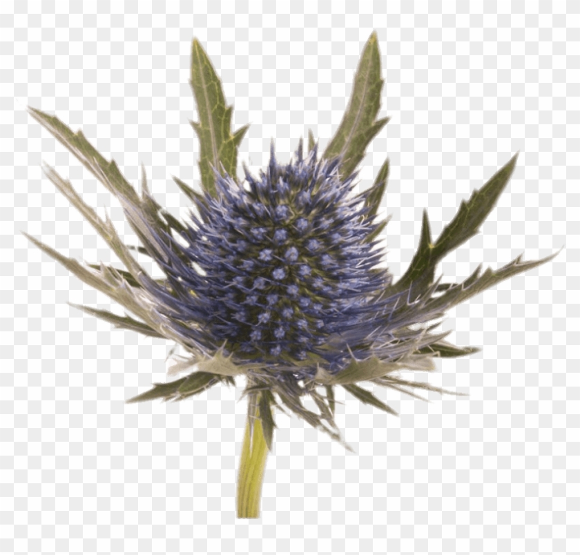 Download - Blue Thistle Png Clipart