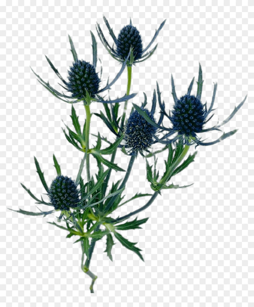 Blue Thistle - Distaff Thistles Clipart #3405291