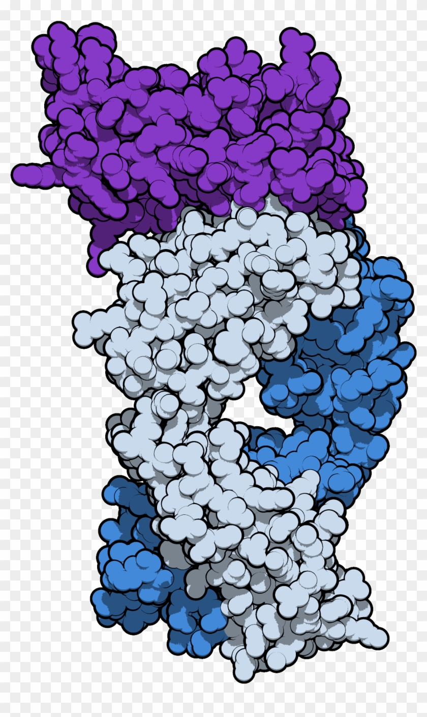 Sifalimumab 4ypg - Grape Clipart