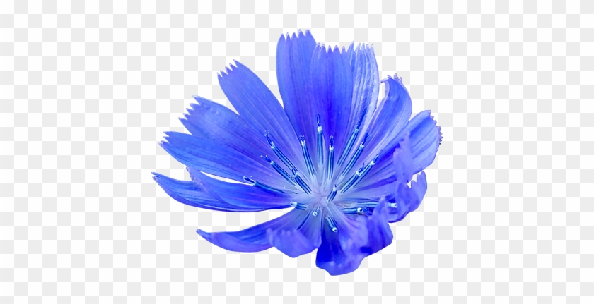 Cornflower Png - Blue Cornflower Png Clipart #3405417
