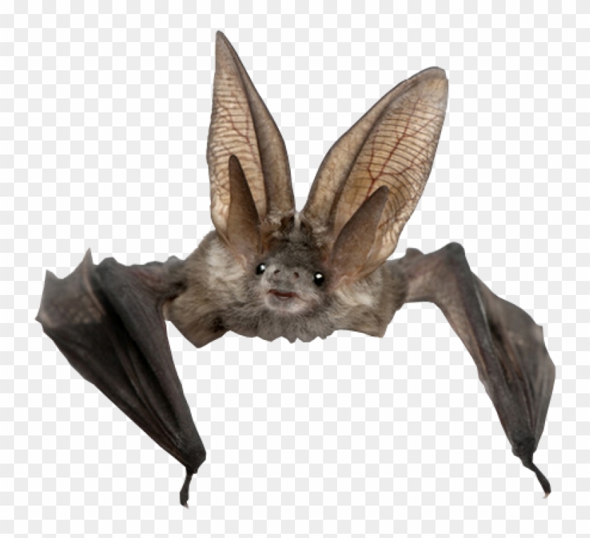 Stock Pictures, Rowan, Stranger Things, Bats, Insects, - Bat Transparent Background Clipart #3405790