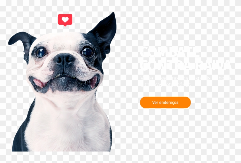 Banner-rotativo01 - Happy Dog White Background Clipart #3406137