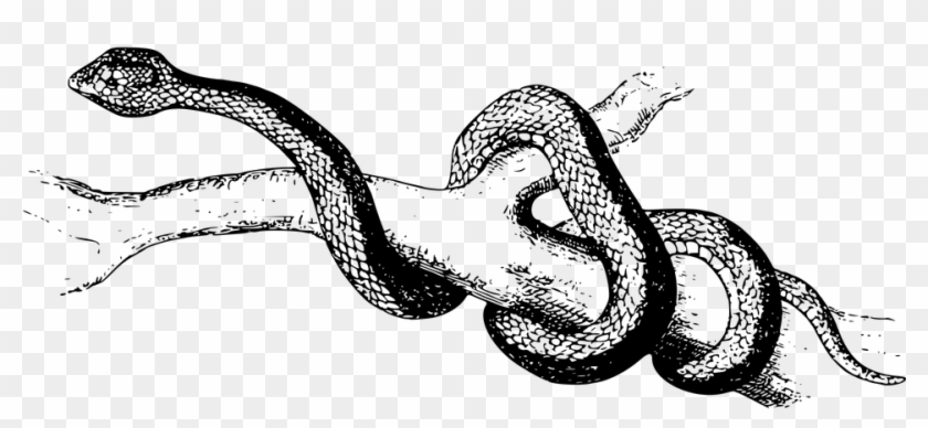 Animal Nature Poisonous Reptile Snake Spearhead - Coiled Snake Png Clipart