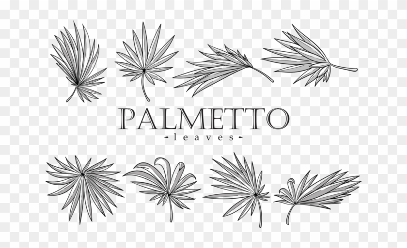 Palmetto Leaves Vector Orangereebok - Palmetto Leaf Clipart #3406657