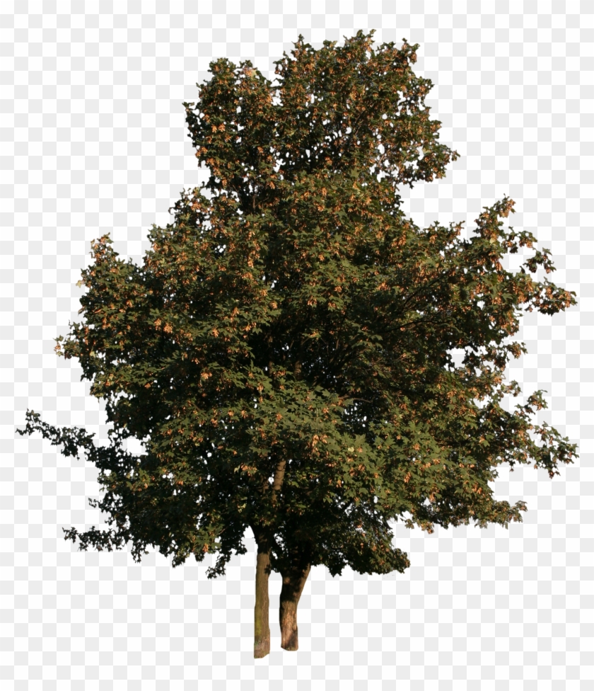 Tree Cut Out Png , Png Download - Tree Cut Out Free Clipart #3407489