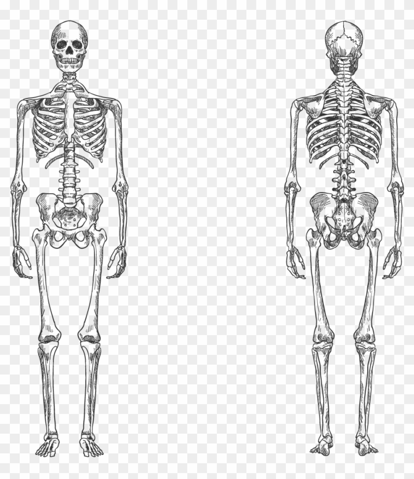 Skelett Info Grundschule Clipart