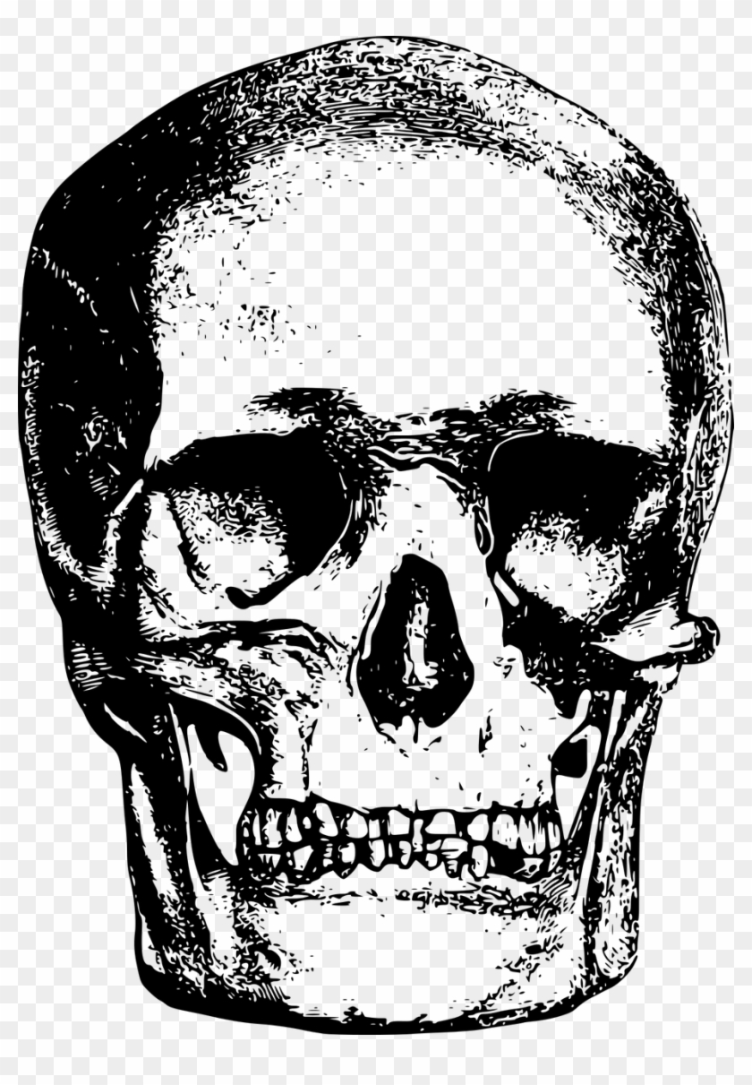 Vector Graphics,free Pictures, Free - Head Bone Png Clipart
