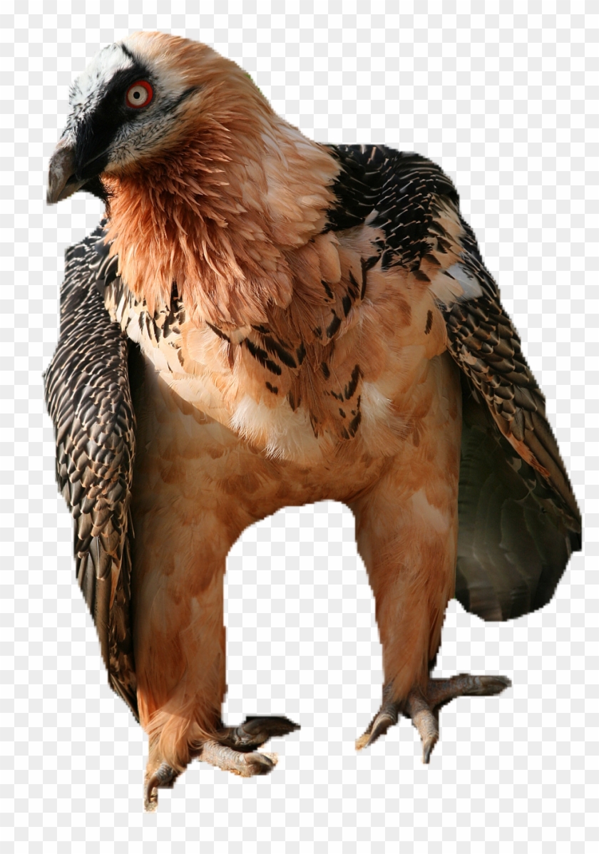 Animalwatchful Vulture - Gypaetus Barbatus Clipart