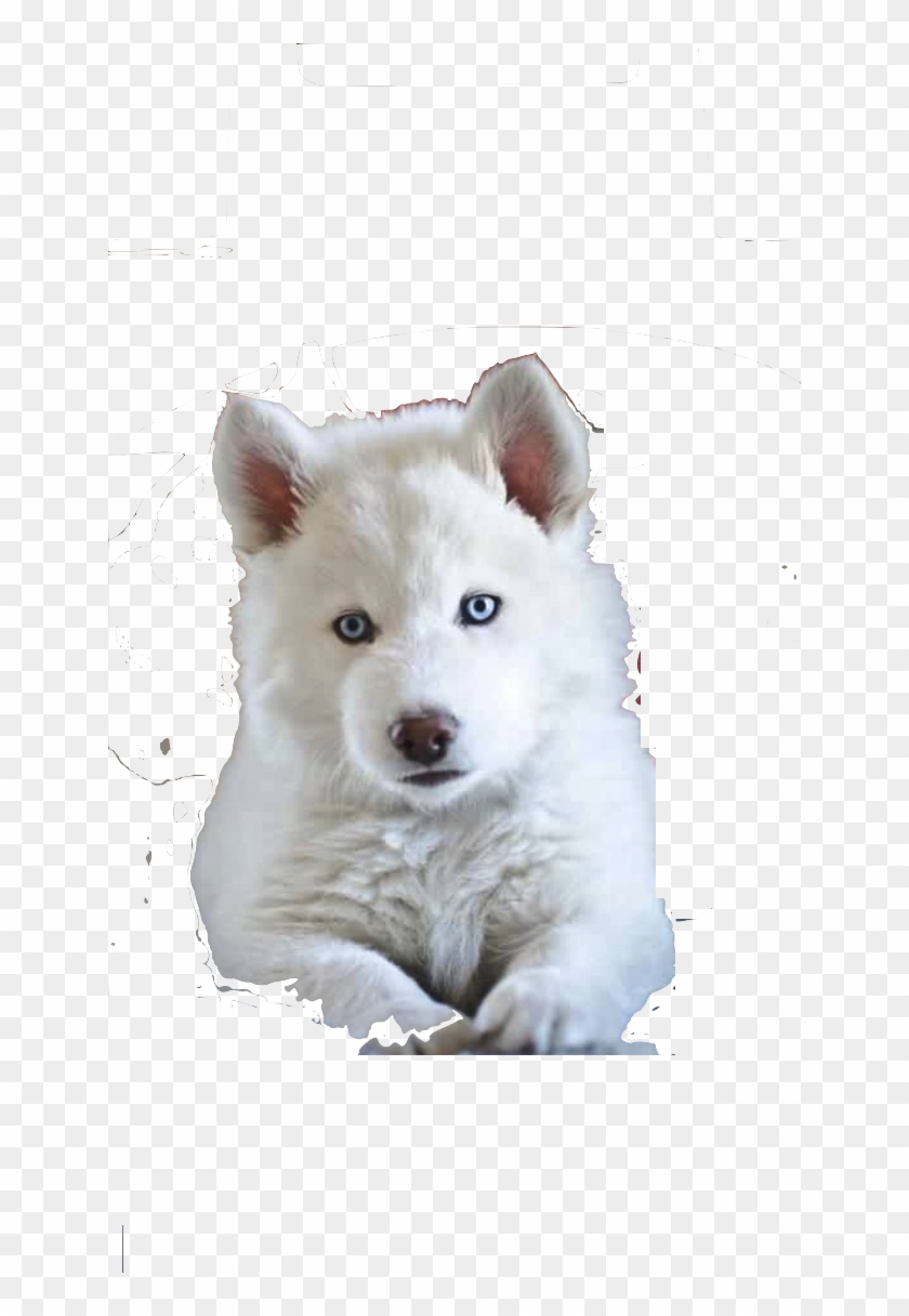 White Siberian Husky Siberian Husky Puppies - 9 Week Old Husky White Clipart #3410797