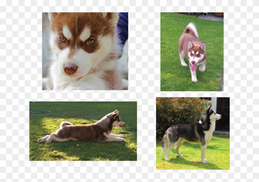 Padre Negro Con Blanco, Ojos Azules - Mackenzie River Husky Clipart