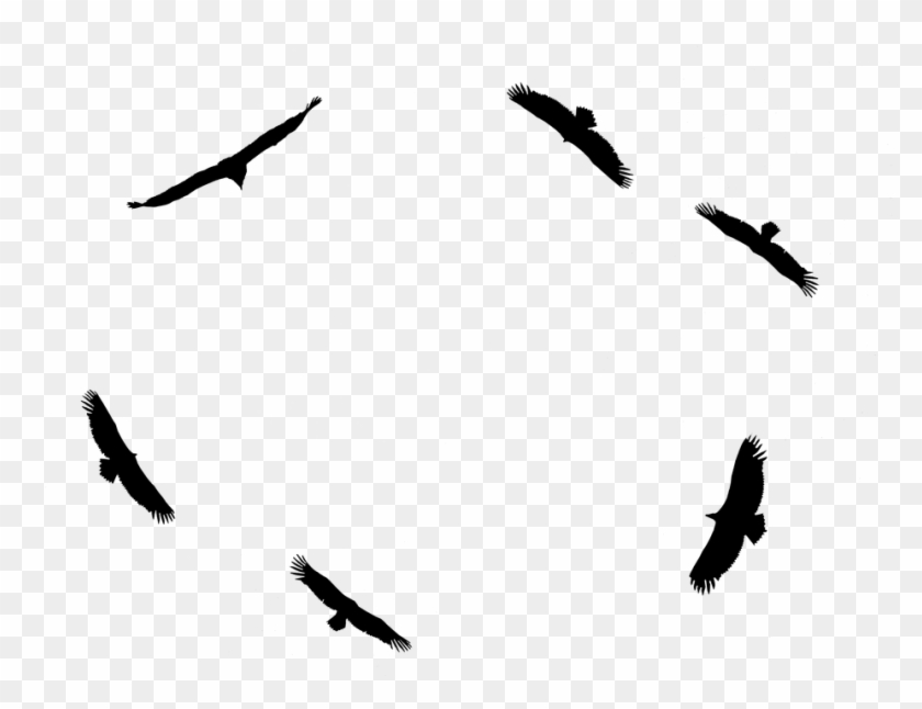 Águilas, Vuelos, Plana, Aves, Volando, Salvaje - Buzzard Clipart